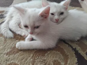 قطتين ذكر وأنثى شيرازي والعمر شهرين القطتين 50دينار للبيع