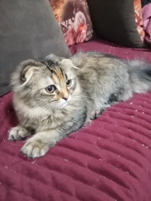 قطين سكوتش