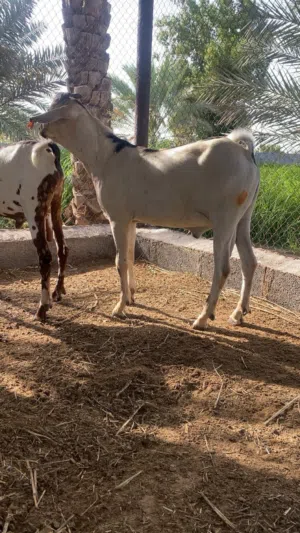تيس سمين مطعوم