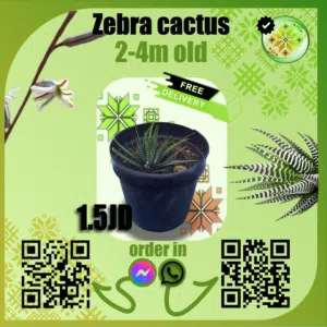 شتلات صبار مخطط(zebra cactus)
