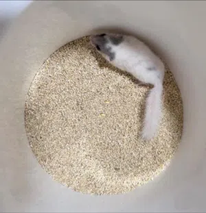 Dormouse..