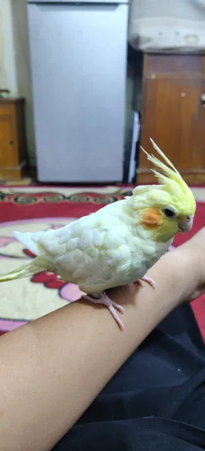كوكتيل اليف للبيع