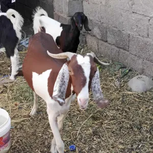 ‏ماعز‏3