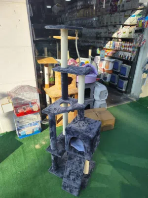 خداشة  قطط عملاقة