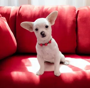 Mini Chihuahua puppies اشيك بنوته شيواوا تي كب