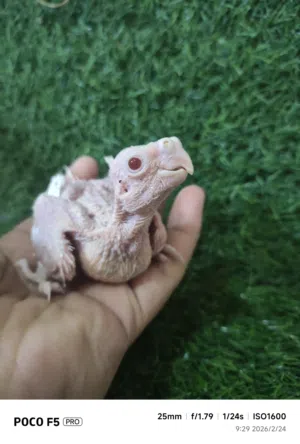 فرخ كروان كوكتيل البينو عيون حمر لهواة الغر والهدد