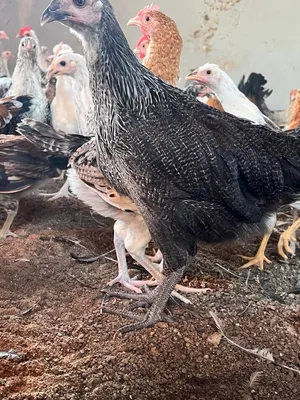 Chickens1