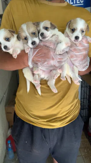 Adorable puppy s