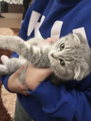 قط نادر سكوتش فولد قابل للتفاوض بالسعر