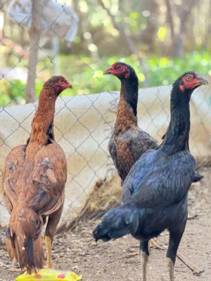 بسم الله لا قوة إلا بالله متاح مخاليف وفرخات وبيض باكستاني من بزره اصليه خط اول