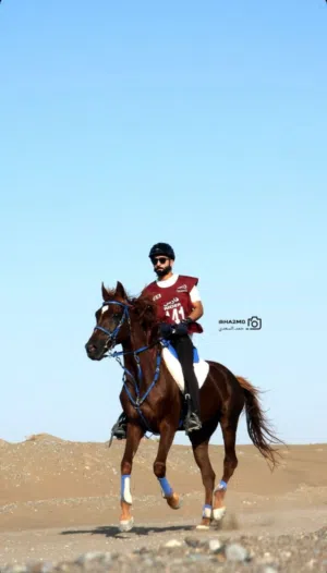 حصان للبيع