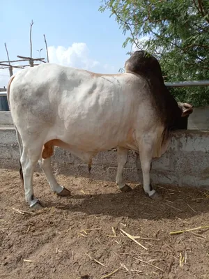 Cows3