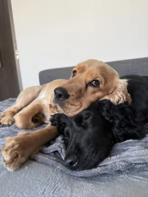 Cocker Spaniard Male and Female