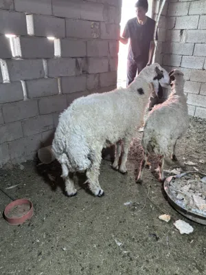 طليان للبيع