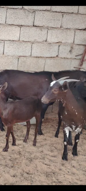 معيز مورسيانو والدة  ليهن اسبوع
