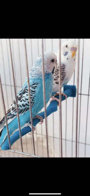 زوج طيور بادجي (طيور الحب )