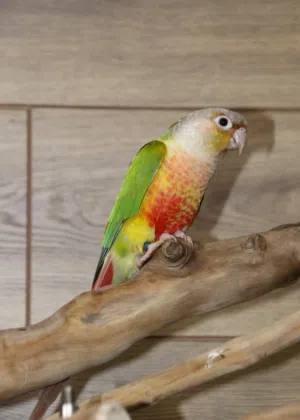 Pineapple Green Conure