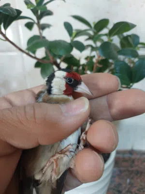 حسون فحل جالي منقار حبه صلاه النبي