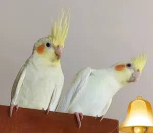 طيور كوكتيل