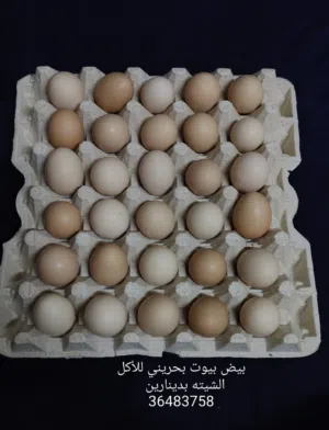 بيض بلدي بحريني