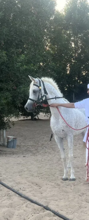 فحل عربي بدون جواز لاكن فيه شريحه خالي من جميع الاصابات ركوبه طرب عندما يرغب الفارس
