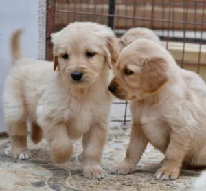 Golden retriever