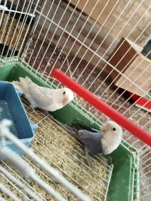 انتاج روز للبيع