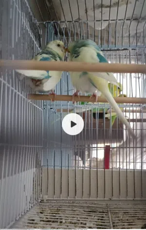 كوبية باقلينو كريمة مصوقرة وجاهزه على حضان ربي ايبارك - البيع ريش