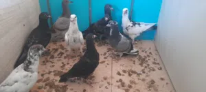 طيور للبيع