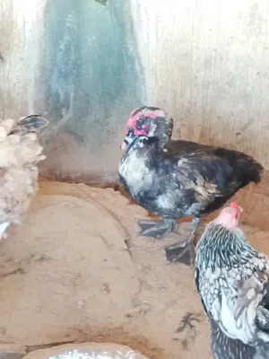يوجد بط للبيع