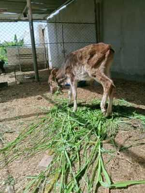 عجل عماني العمر 5شهور يوكل اموره طيبه مكان تواجد الرستاق  يحق المشتري يعاين الحلال وشكر
