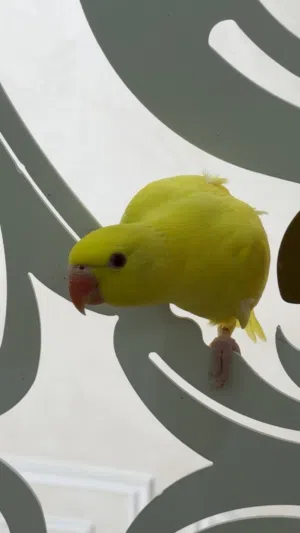 لاتينو عيون حمر