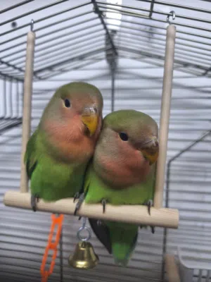 Rosy-faced Lovebird 1-Pair with full setup Cage