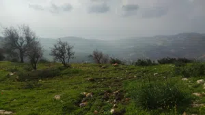 فرصة أستثمارية غرب محافظة عجلون منطقة الجبل الأخضر