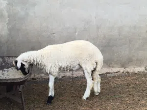خروف عمره 10 شهور