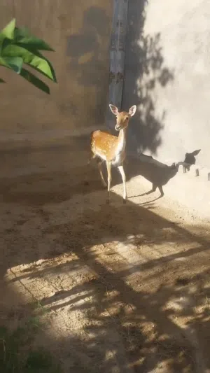 غزال فلودير