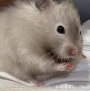 هامستر سوري اليف