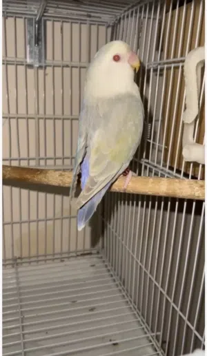 أنثى روز كرمنو وايت فيس