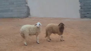 2فطايم وطنيات مشالله عمرهم ف7شهور سليمات ربي يبارك متع تربيه..