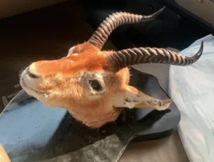 راس غزال طبيعي محنط