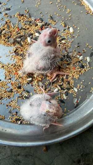 Cockatiel Chicks/فراخ كوكتيل