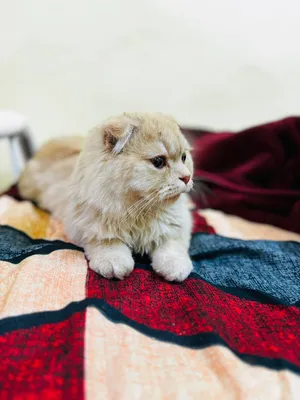 Scottish fold with cattery