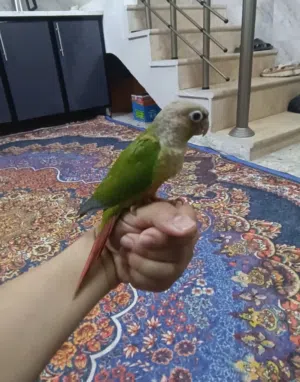 كنيور اليف طينة....