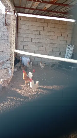 دجاج لي البيع