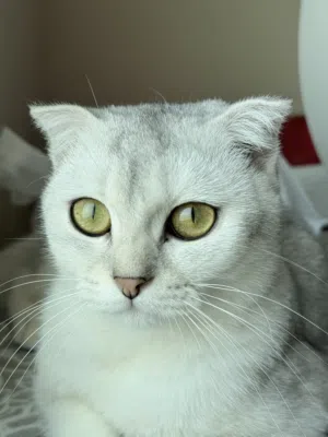 Scottish fold Shorthair Kitten for Sale – Muscat Silver Chinchilla · Golden-Green Eyes