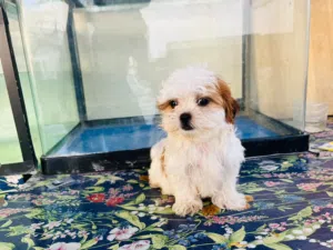 shitzu puppys
