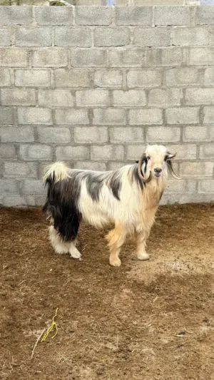 للبييع تيس