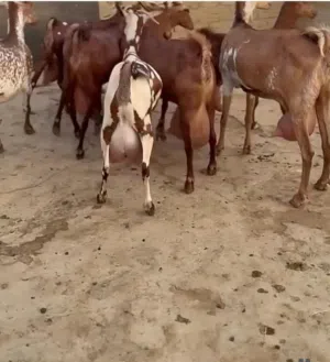 ماعز الدهم العربي حليب وافر فواخر ماشاءالله