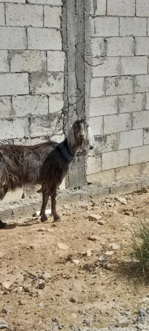 عنزين وجدي