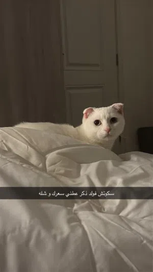سكوتش فولد